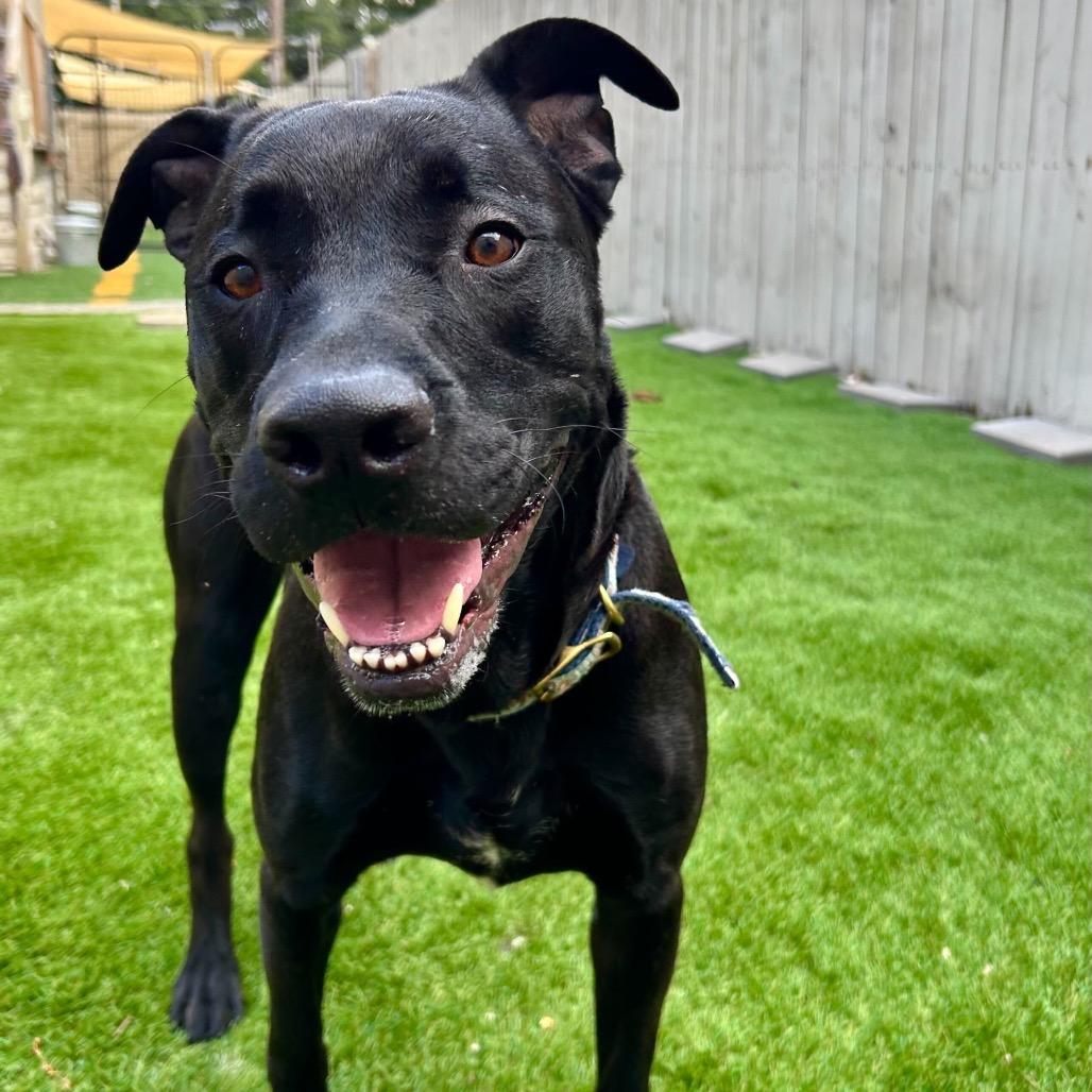 Bruno (Reduced Rover), a Adoptable mixed breed in New Orleans, LA image 3/6