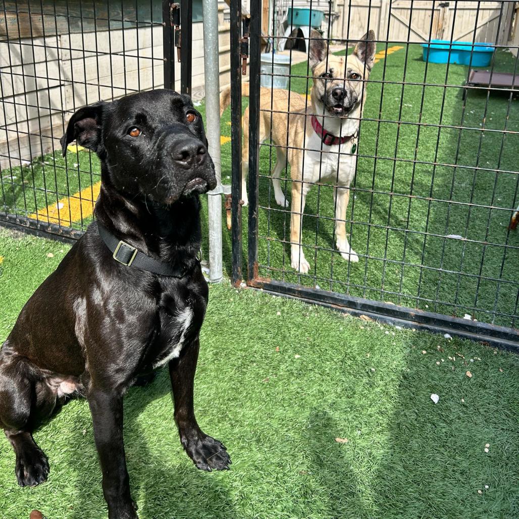 Bruno (Reduced Rover), a Adoptable mixed breed in New Orleans, LA image 4/6