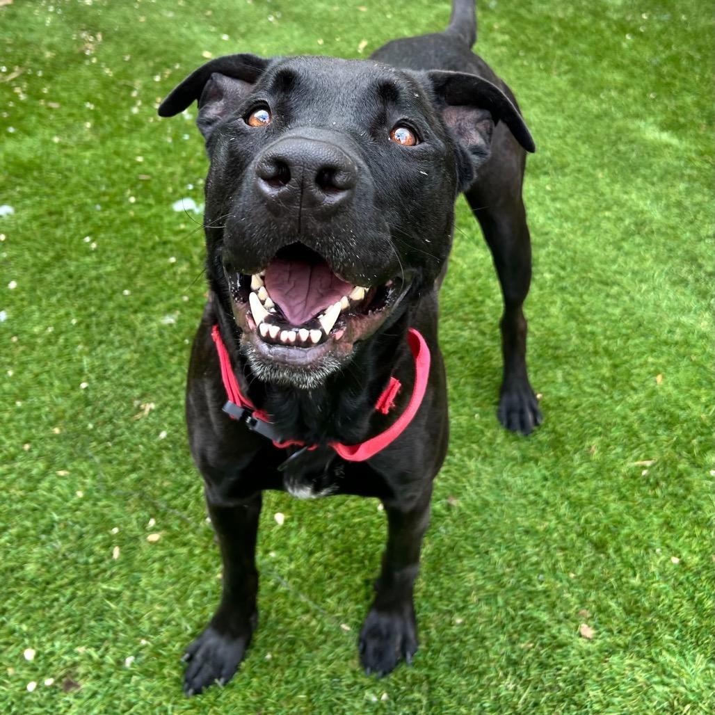 Bruno (Reduced Rover), a Adoptable mixed breed in New Orleans, LA image 6/6