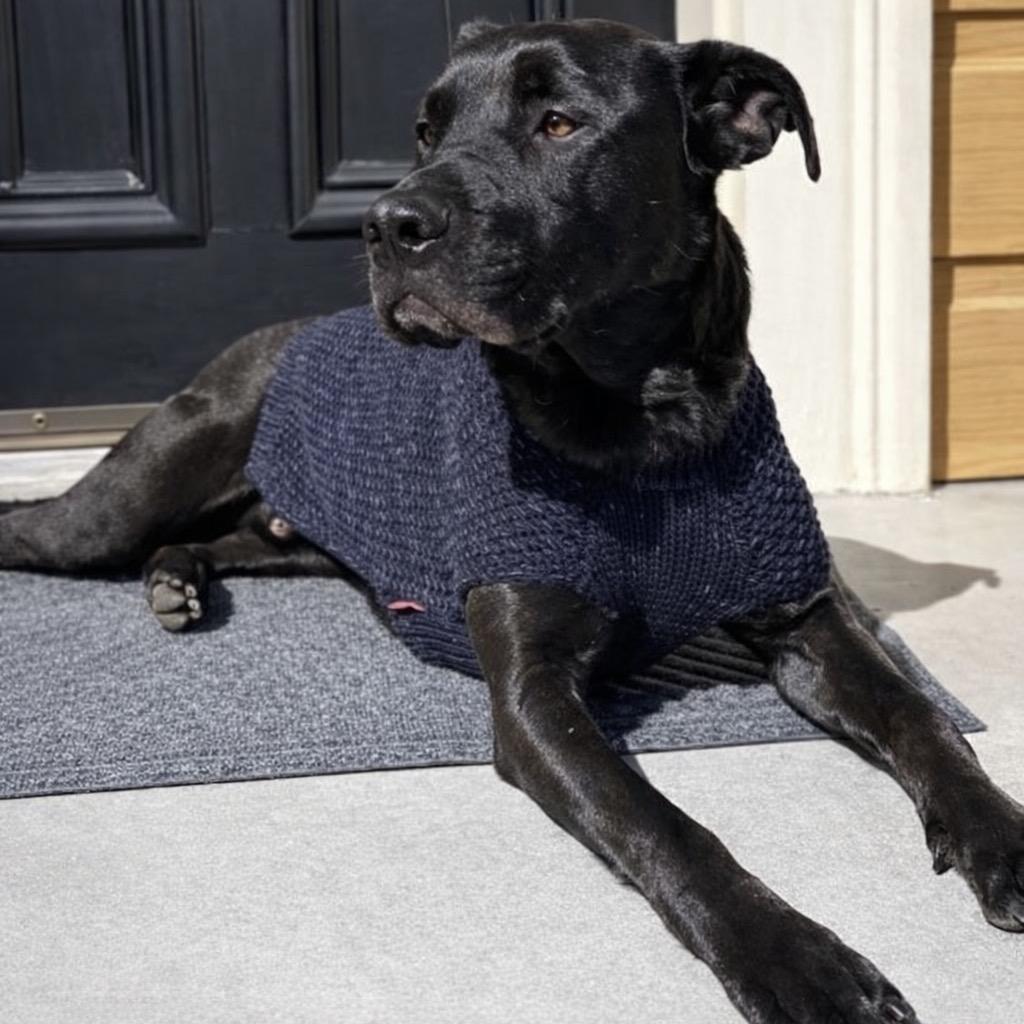Bruno (Reduced Rover), a Adoptable mixed breed in New Orleans, LA image 5/6