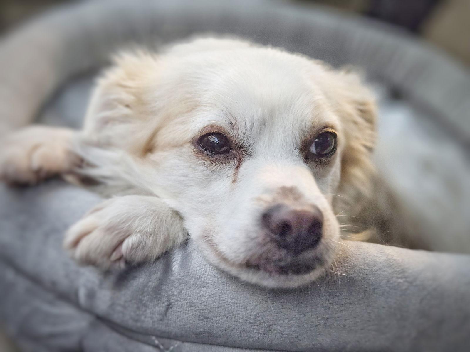 *Adam Maitland Beetlejuice, a Adoptable mixed breed in Pittsburg, CA image 1/3