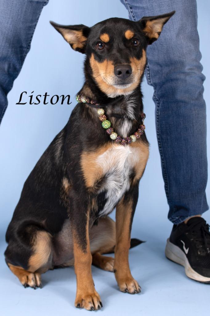 Liston, Adoptable, Young Female Shepherd.