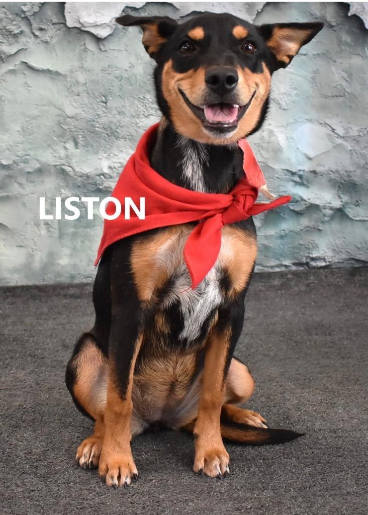 Enlarge Liston, a Adoptable mixed breed in Gilbert, AZ image 2/3