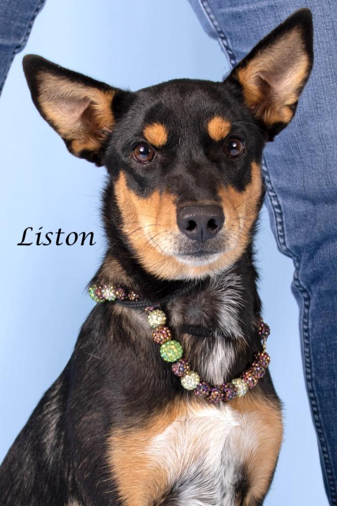 Enlarge Liston, a Adoptable mixed breed in Gilbert, AZ image 3/3