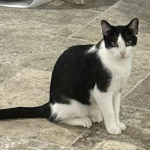 Charlie, a Adoptable Domestic Short Hair in SLIPPERY ROCK, PA image 1/2