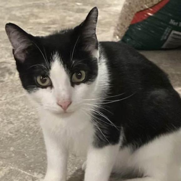 Charlie, a Adoptable Domestic Short Hair in SLIPPERY ROCK, PA image 2/2