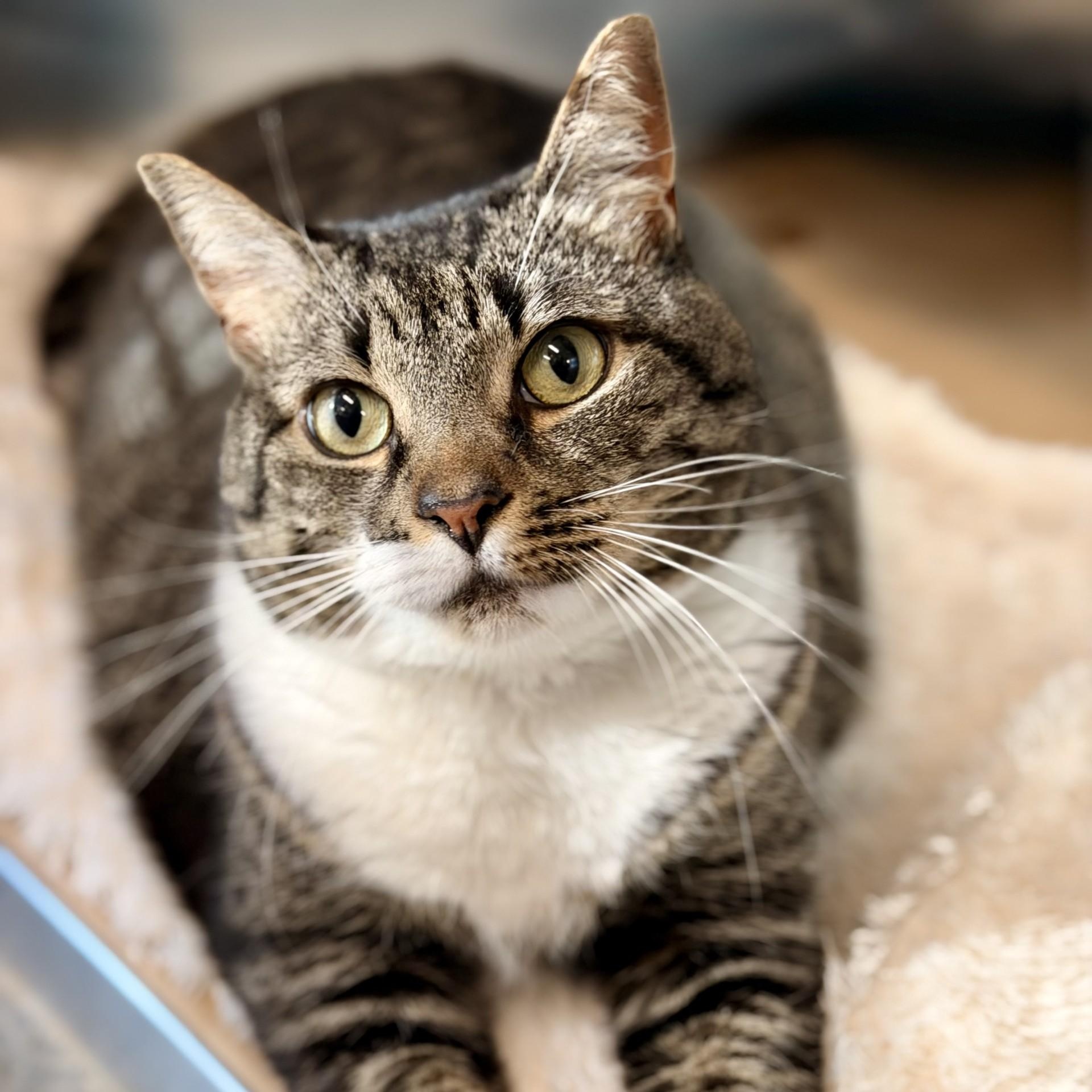 Enlarge Avery, a Adoptable Domestic Short Hair in Jackson, NJ image 1/2
