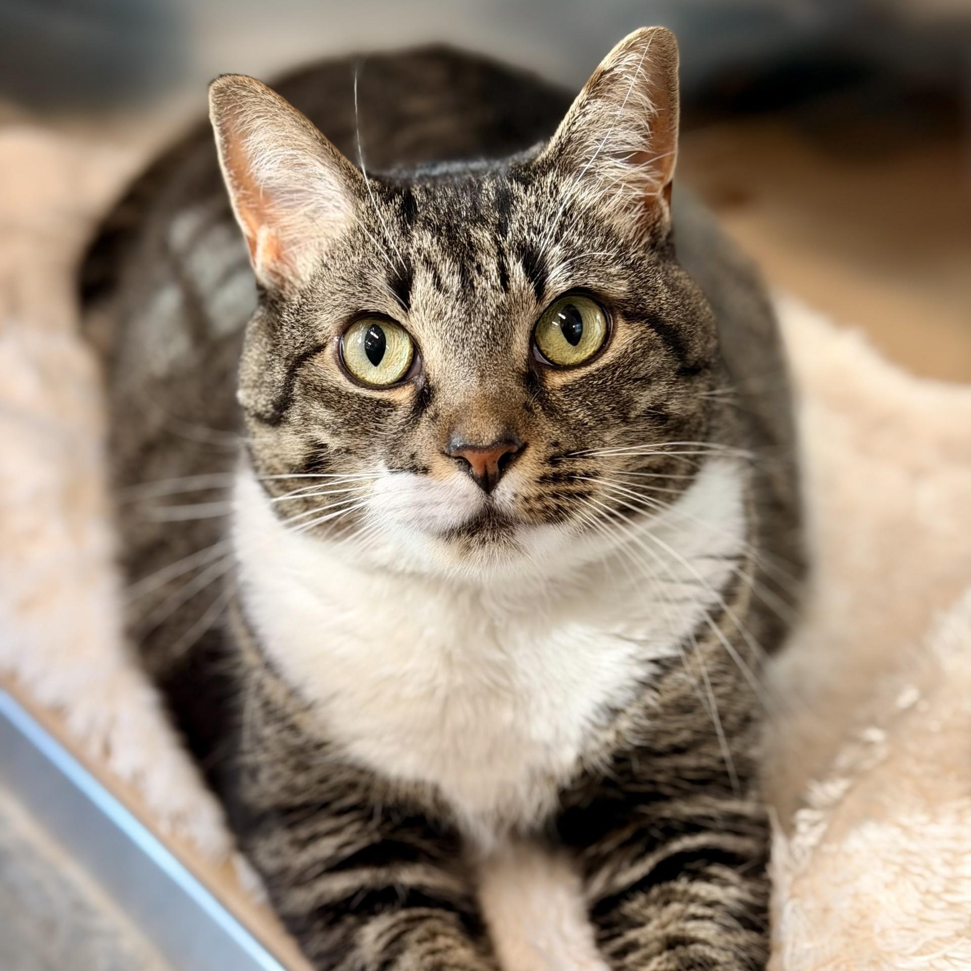 Enlarge Avery, a Adoptable Domestic Short Hair in Jackson, NJ image 2/2