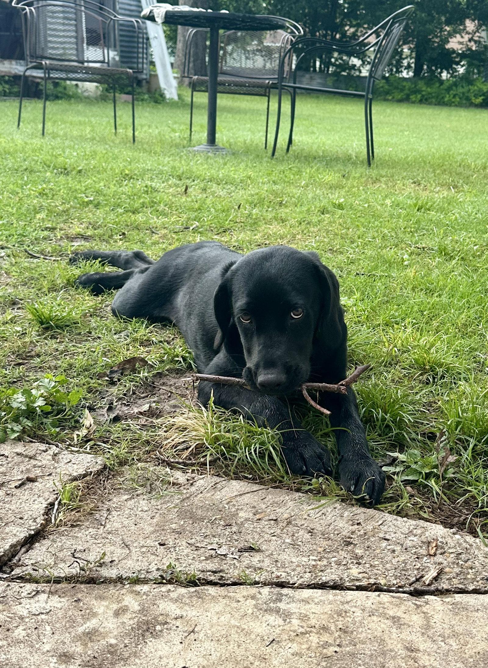 Stormy, Adoptable, Young Female Black Labrador Retriever & Cane Corso.