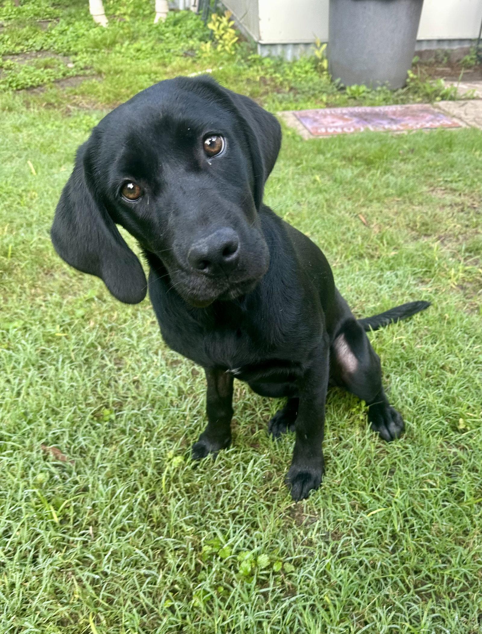 Stormy, a Adoptable mixed breed in Thorndale, TX image 2/3