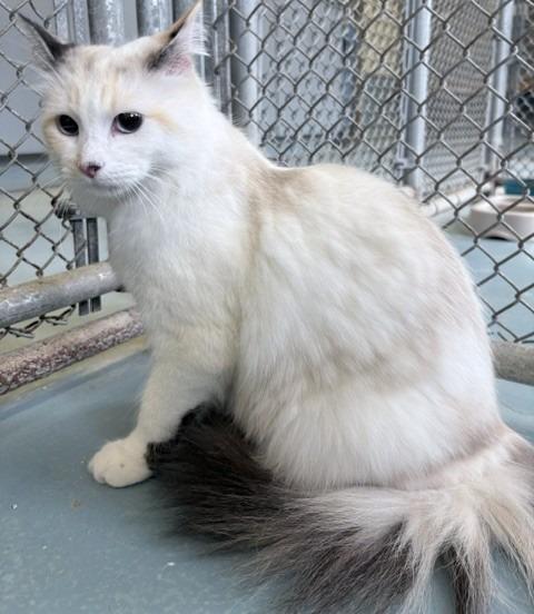 Luna, a Adoptable mixed breed in Ogdensburg, NY image 1/4