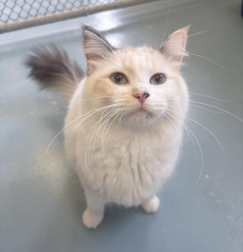 Luna, a Adoptable mixed breed in Ogdensburg, NY image 2/4