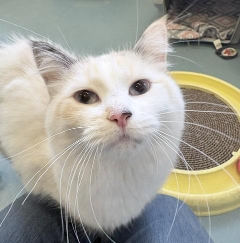 Luna, a Adoptable mixed breed in Ogdensburg, NY image 3/4