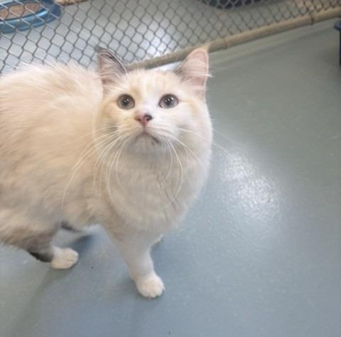 Luna, a Adoptable mixed breed in Ogdensburg, NY image 4/4