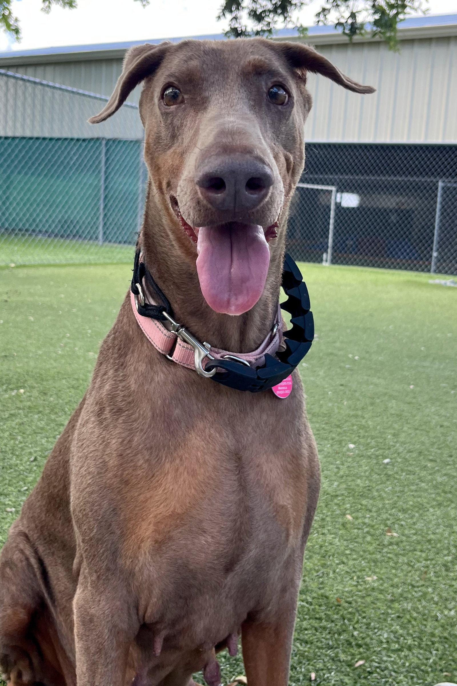Arya 3541, Adoptable, Adult Female Doberman Pinscher.