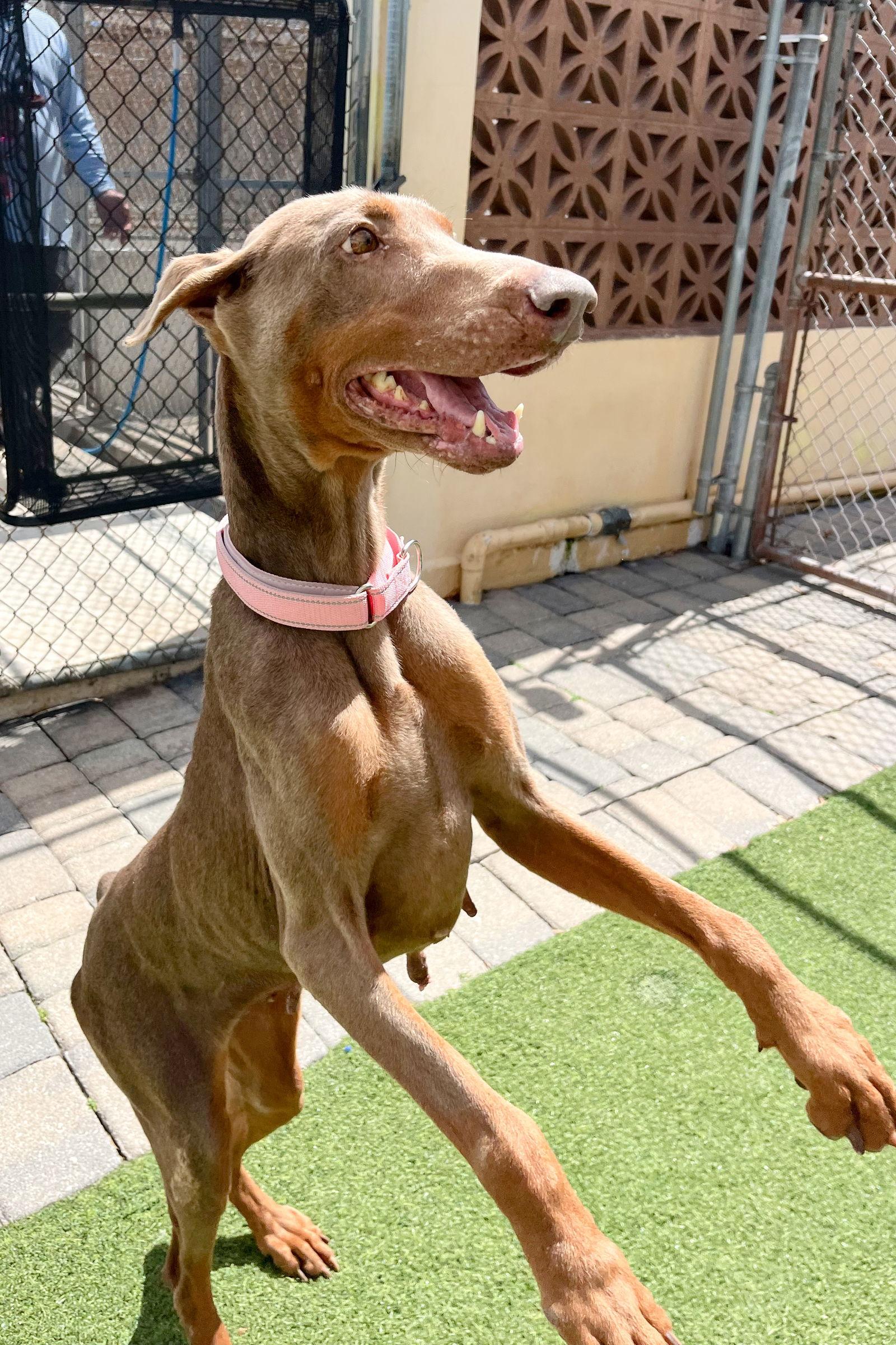 Enlarge Arya 3541, a Adoptable Doberman Pinscher in Oakland Park, FL image 1/3
