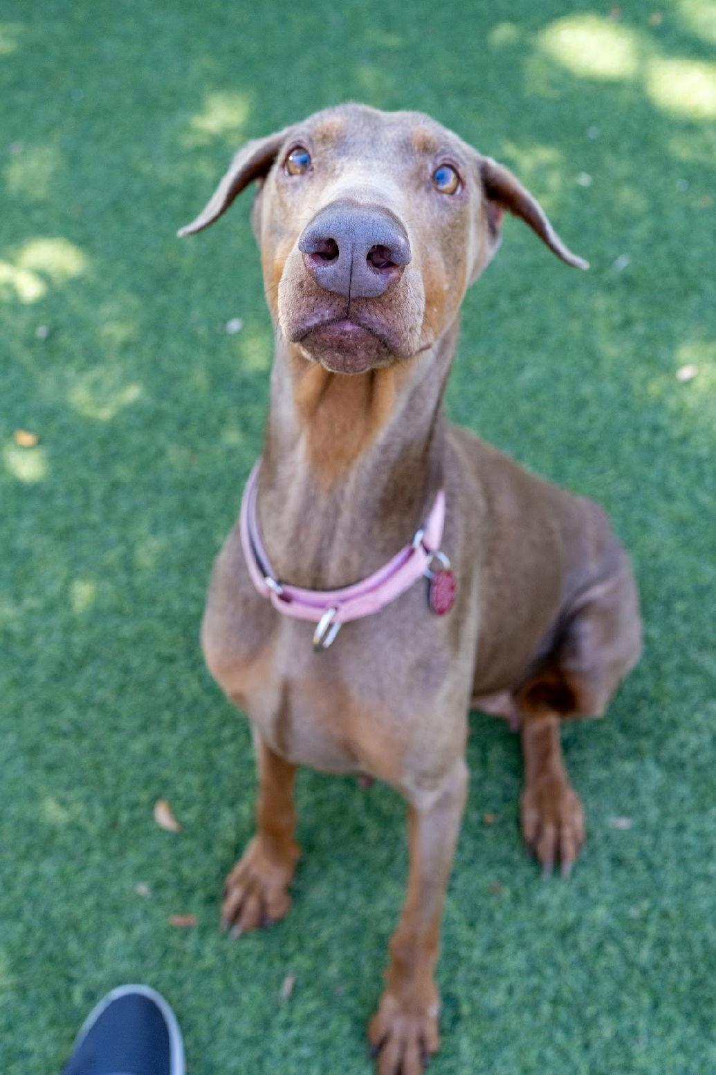 Enlarge Arya 3541, a Adoptable Doberman Pinscher in Oakland Park, FL image 2/3