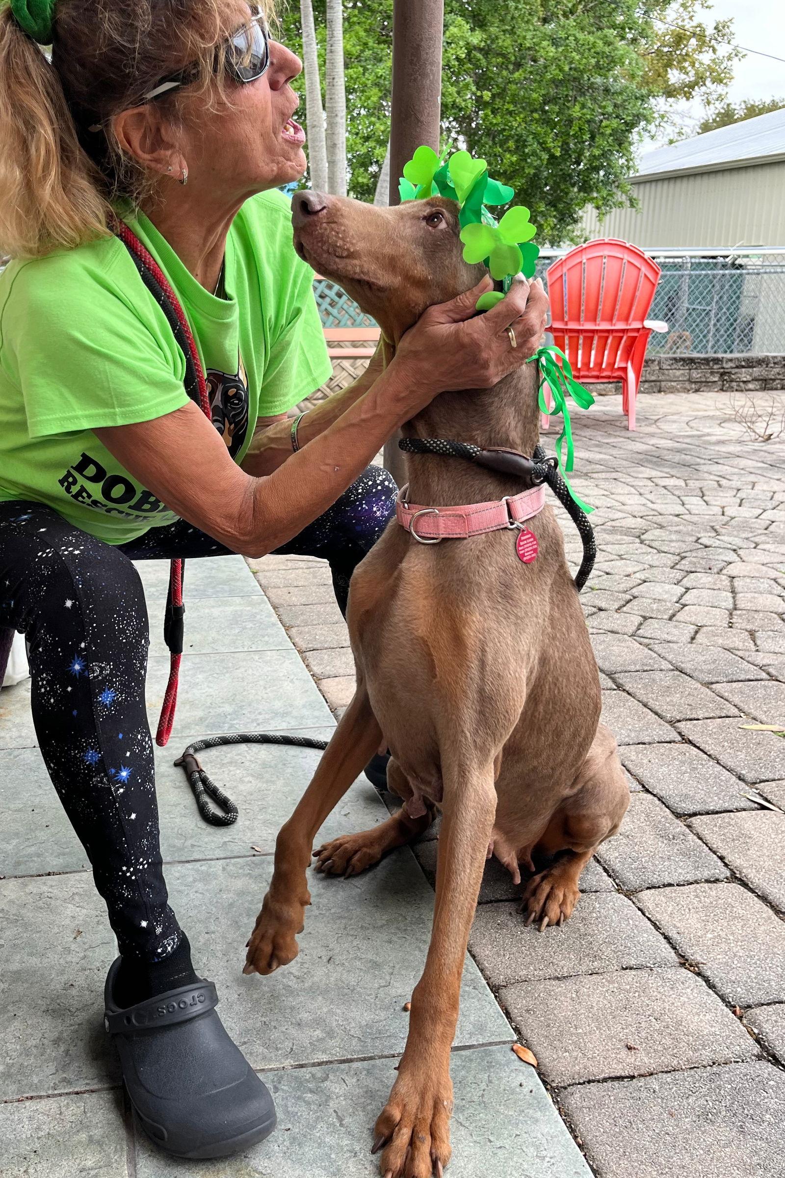 Enlarge Arya 3541, a Adoptable Doberman Pinscher in Oakland Park, FL image 3/3