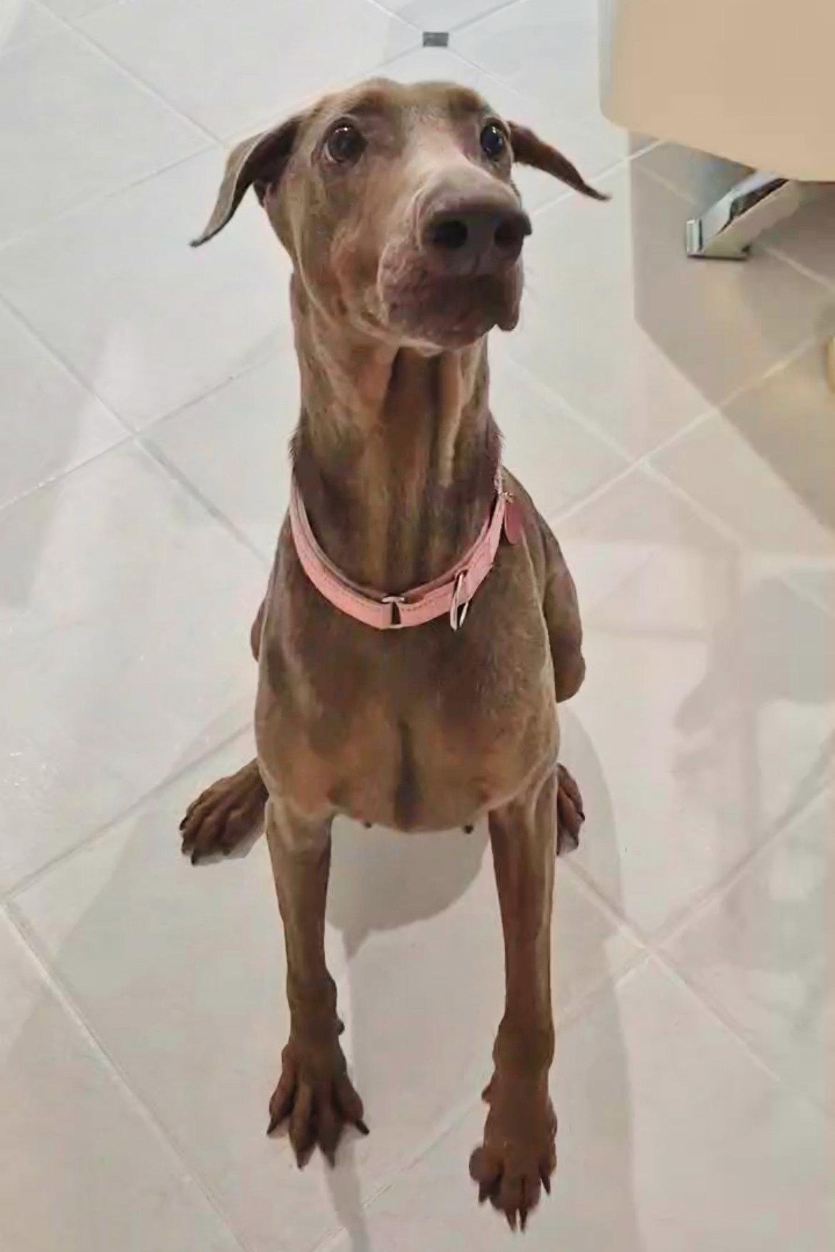Enlarge Arya 3541, a Adoptable Doberman Pinscher in Oakland Park, FL image 3/3