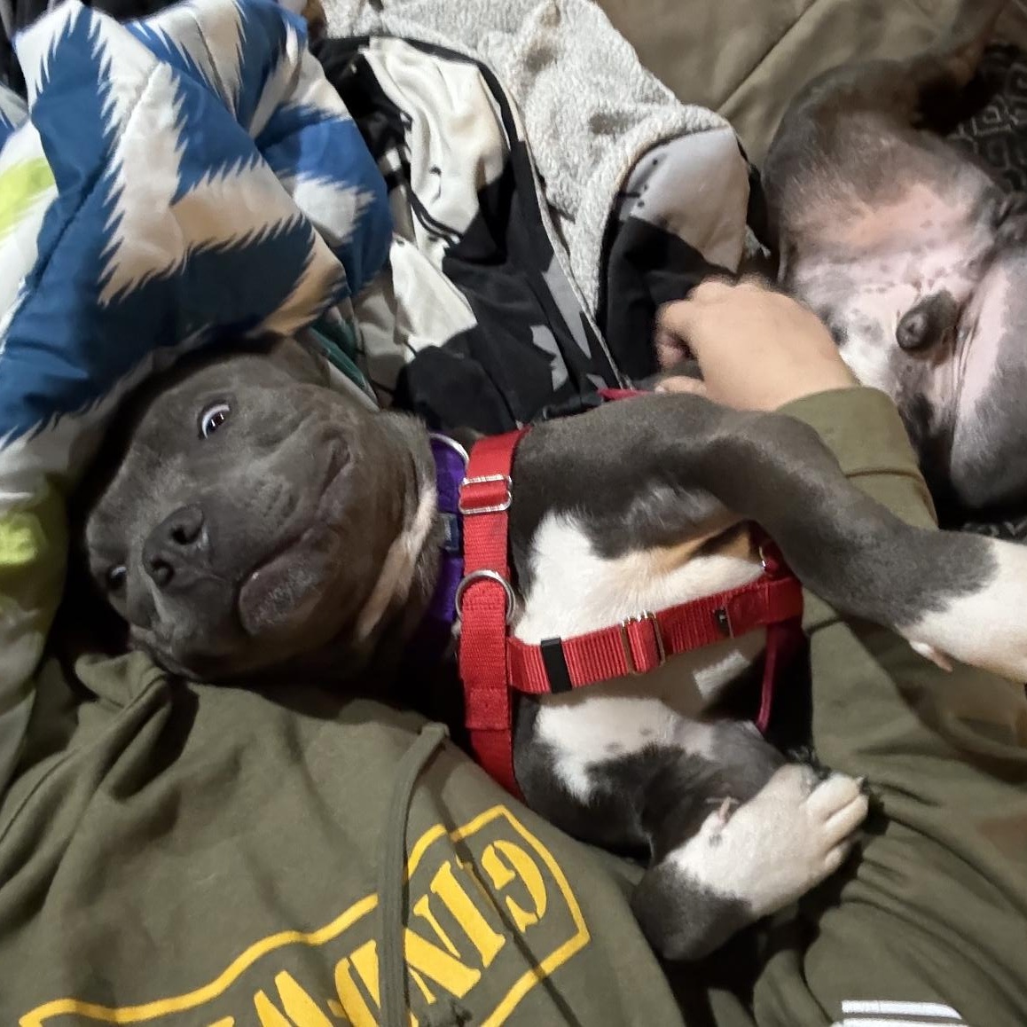 Bullet, an adopted Pit Bull Terrier in Peotone, IL image 3/6