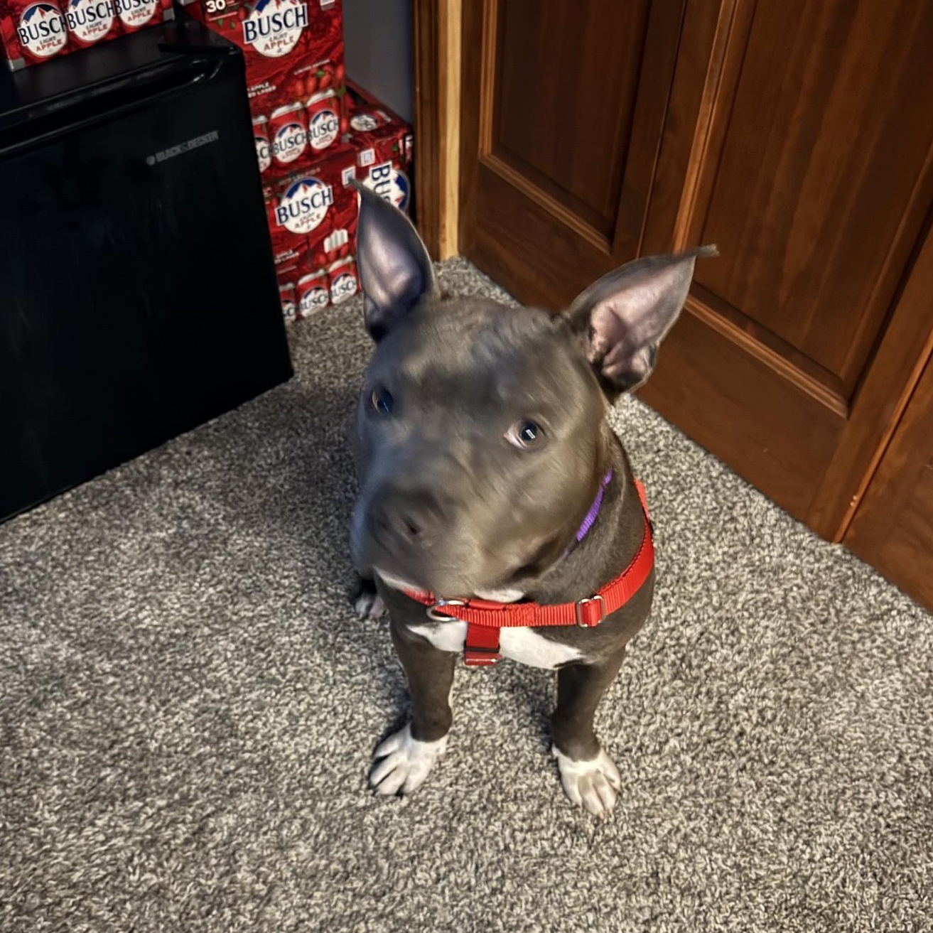 Bullet, an adopted Pit Bull Terrier in Peotone, IL image 5/6