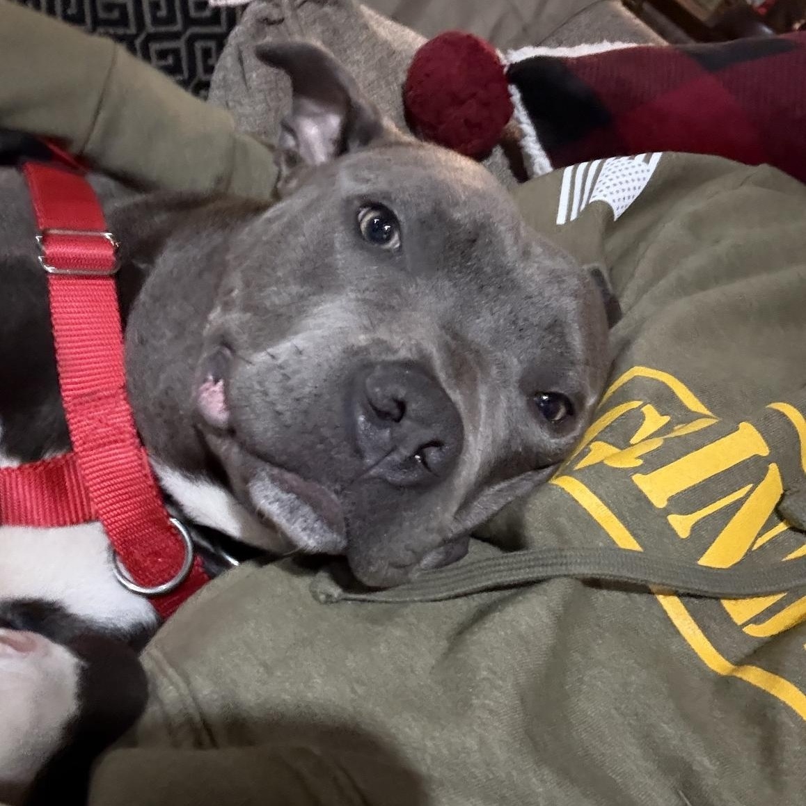 Bullet, an adopted Pit Bull Terrier in Peotone, IL image 2/6