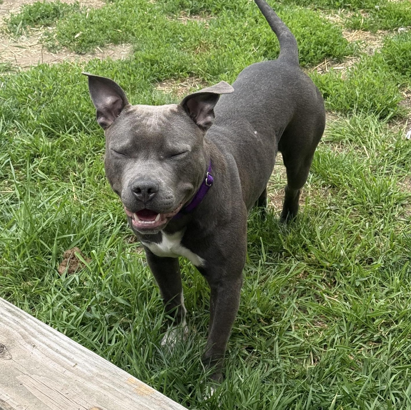 Bullet, an adopted Pit Bull Terrier in Peotone, IL image 4/6