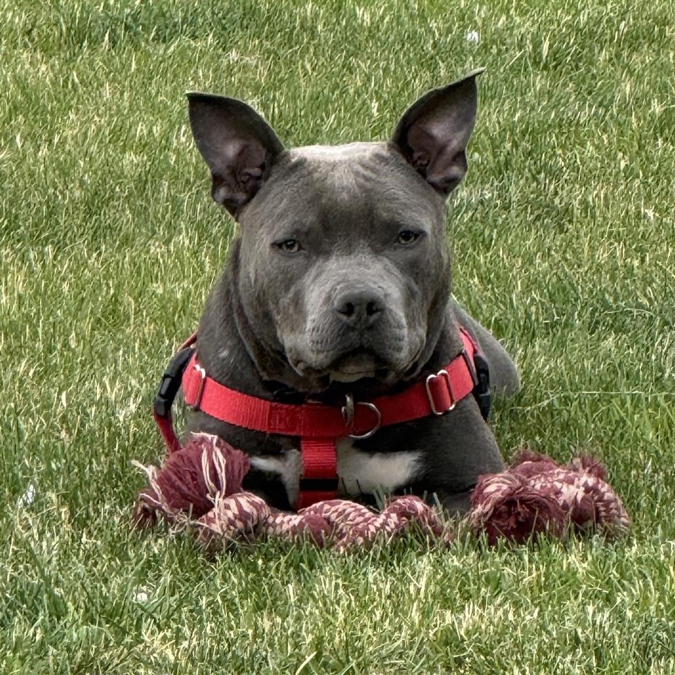 Bullet, an adopted Pit Bull Terrier in Peotone, IL image 1/6