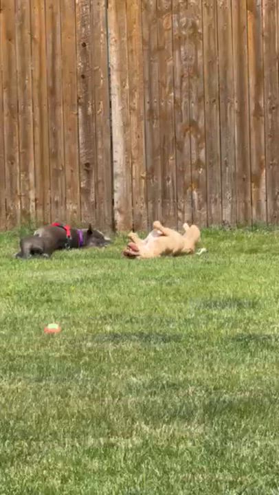 Enlarge Bullet, an adopted Pit Bull Terrier in Peotone, IL video 6/6
