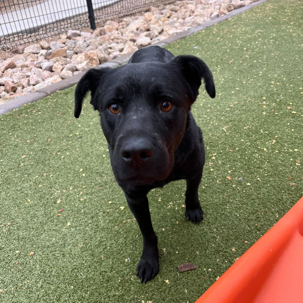 Enlarge Mona, a Adoptable Labrador Retriever in Apache Junction, AZ image 1/6