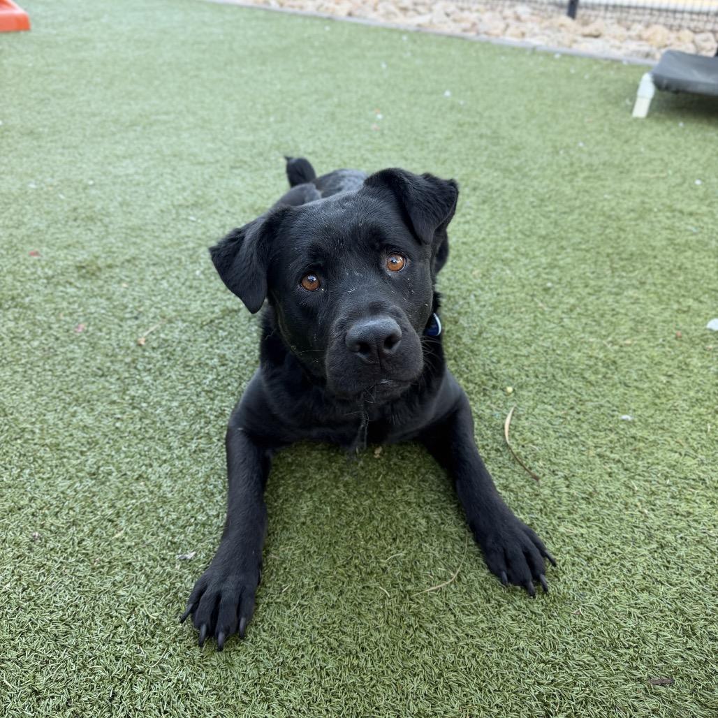 Enlarge Mona, a Adoptable Labrador Retriever in Apache Junction, AZ image 2/6