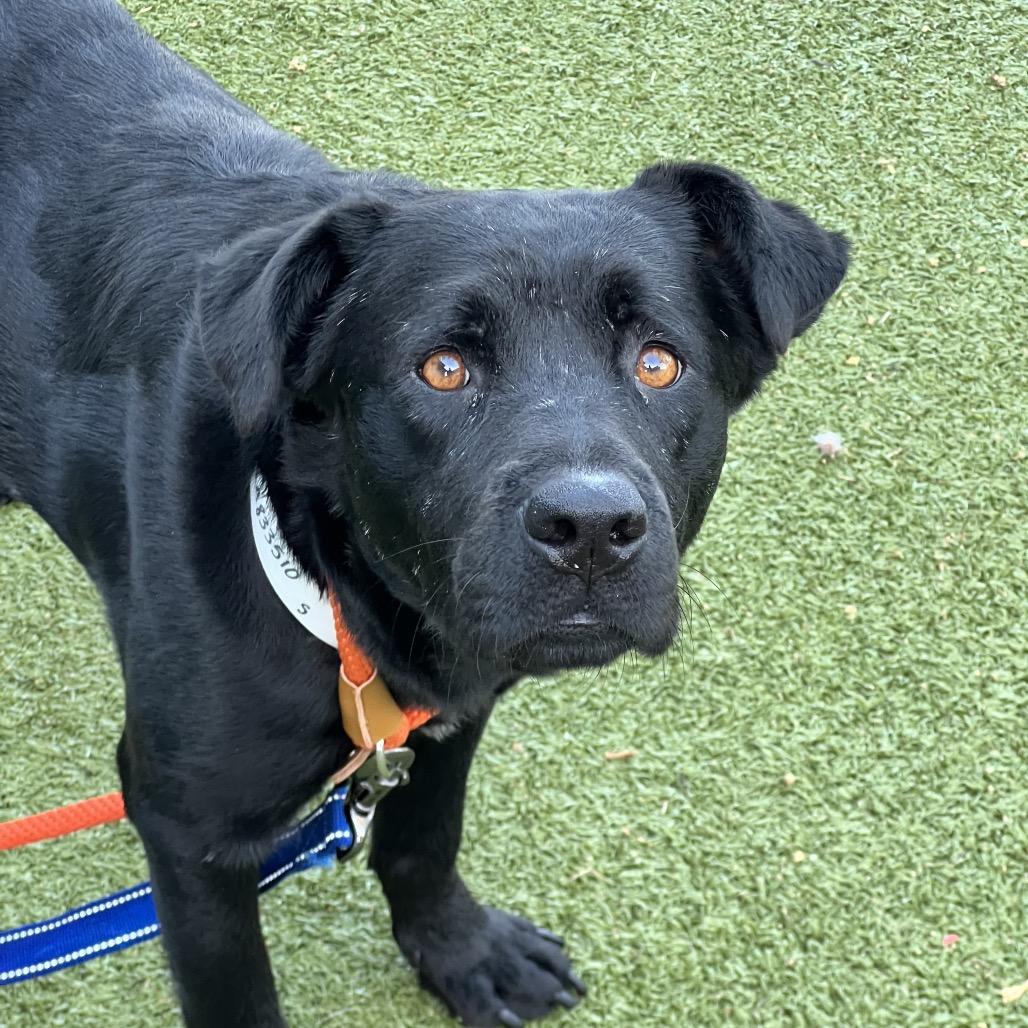 Enlarge Mona, a Adoptable Labrador Retriever in Apache Junction, AZ image 3/6
