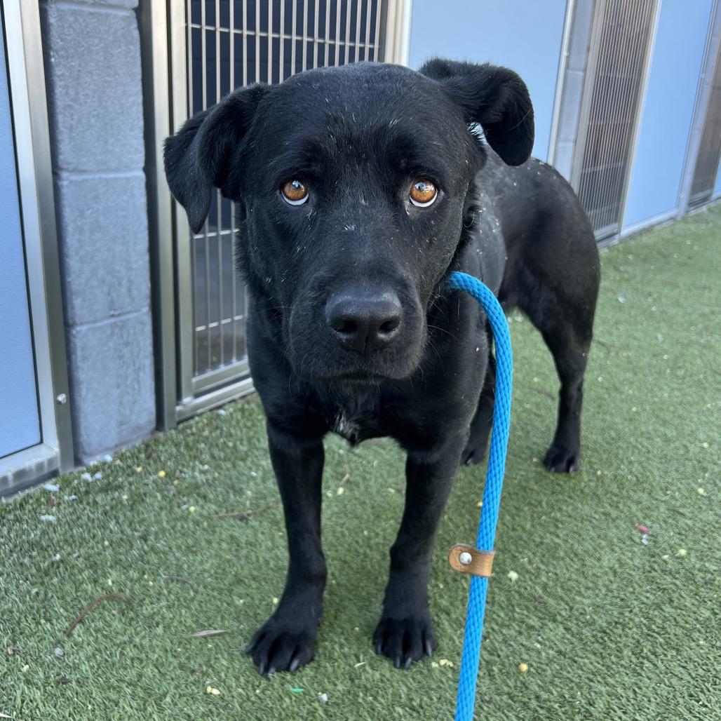 Enlarge Mona, a Adoptable Labrador Retriever in Apache Junction, AZ image 4/6