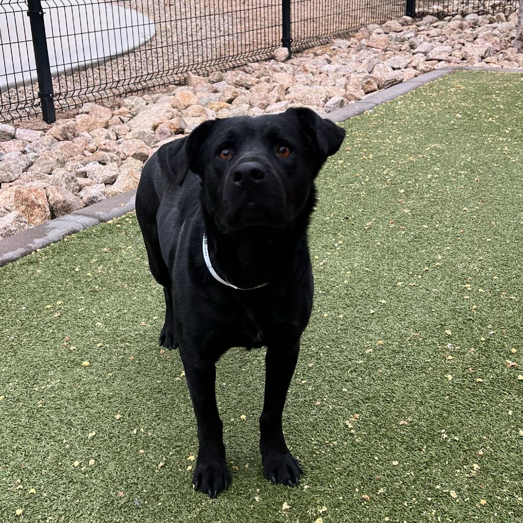Enlarge Mona, a Adoptable Labrador Retriever in Apache Junction, AZ image 5/6