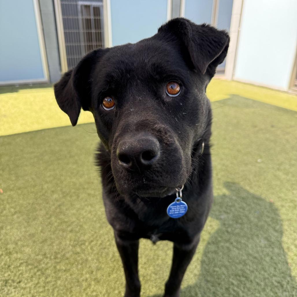 Enlarge Mona, a Adoptable Labrador Retriever in Apache Junction, AZ image 6/6