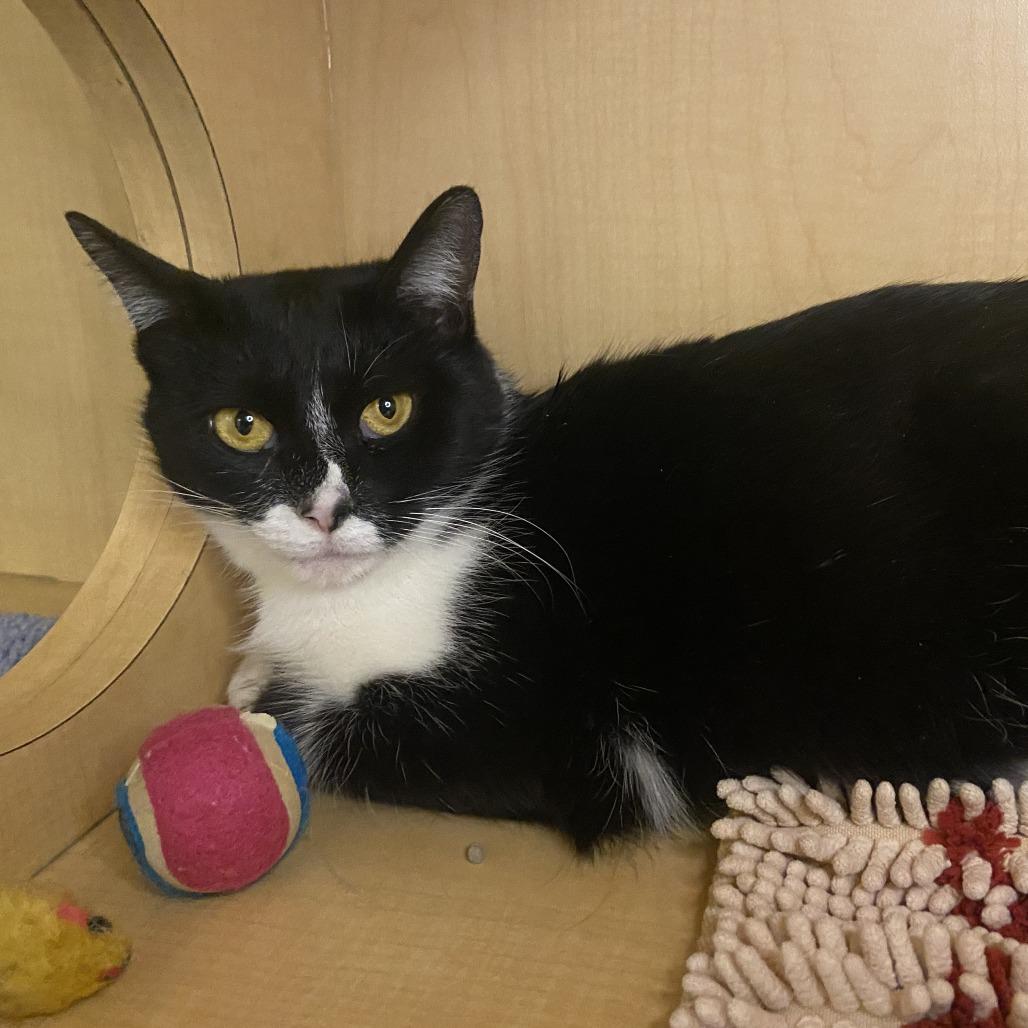 Luna, Adoptable, Adult Female Domestic Short Hair.
