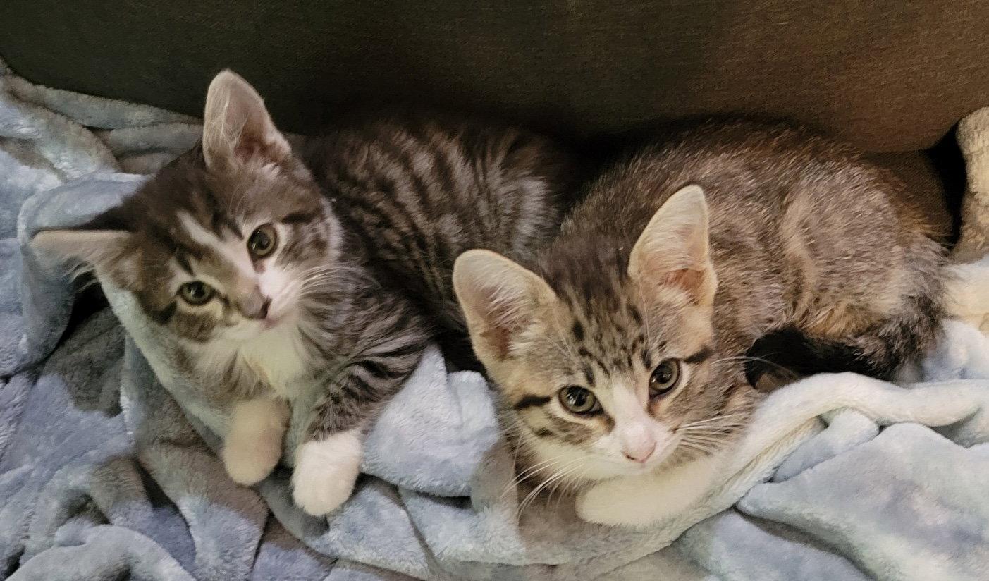 Sadie and Sasha, Adoptable, Kitten Female Domestic Short Hair.