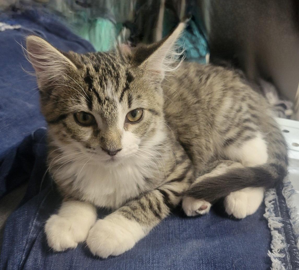 Enlarge Sadie and Sasha, a Adoptable Domestic Short Hair in Shawnee, KS image 2/3