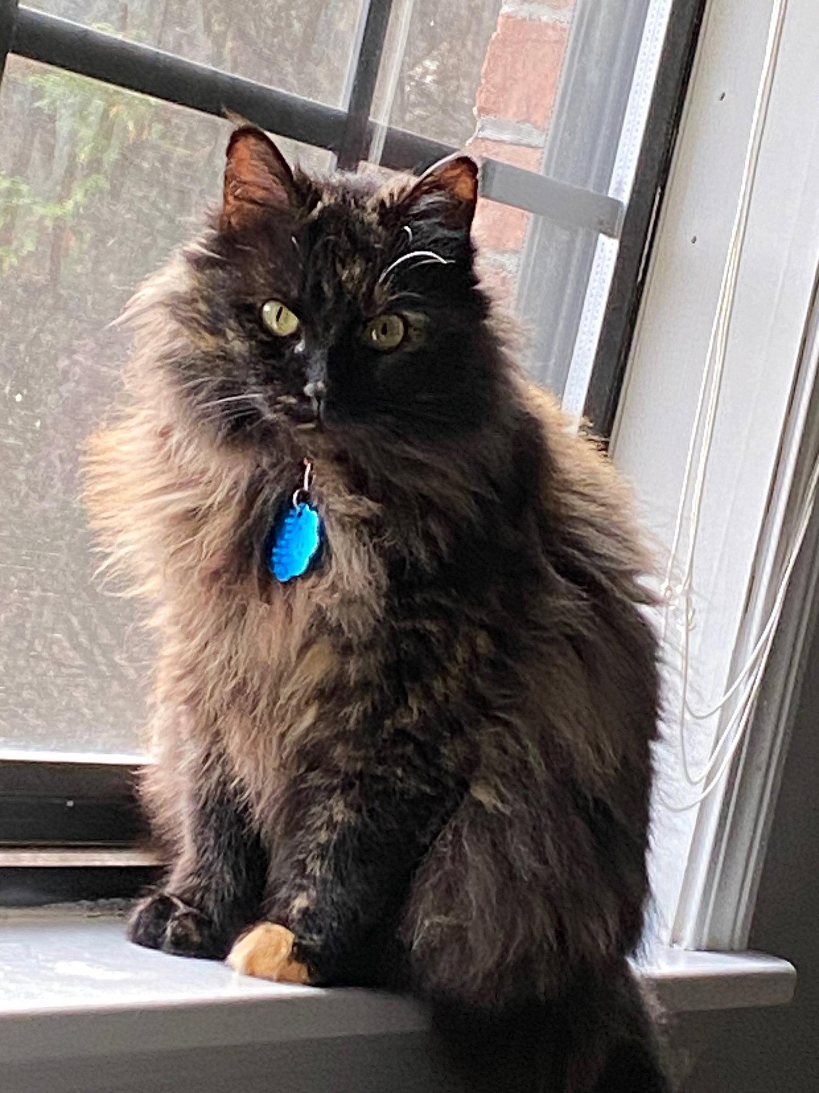 Boo Boo Kitty, Adopted, Adult Female Domestic Long Hair & Tortoiseshell.