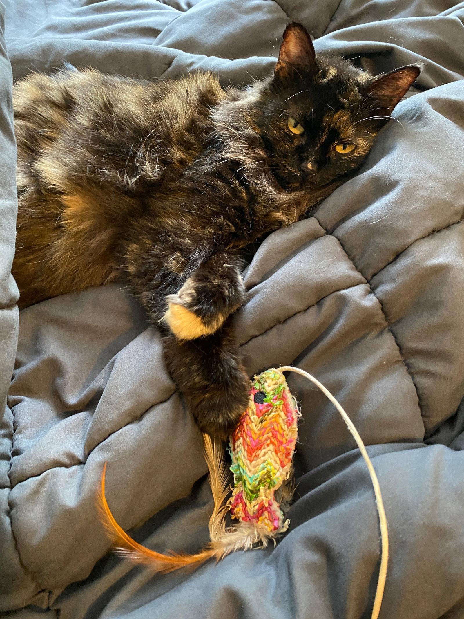 Boo Boo Kitty, Adopted, Adult Female Domestic Long Hair & Tortoiseshell.