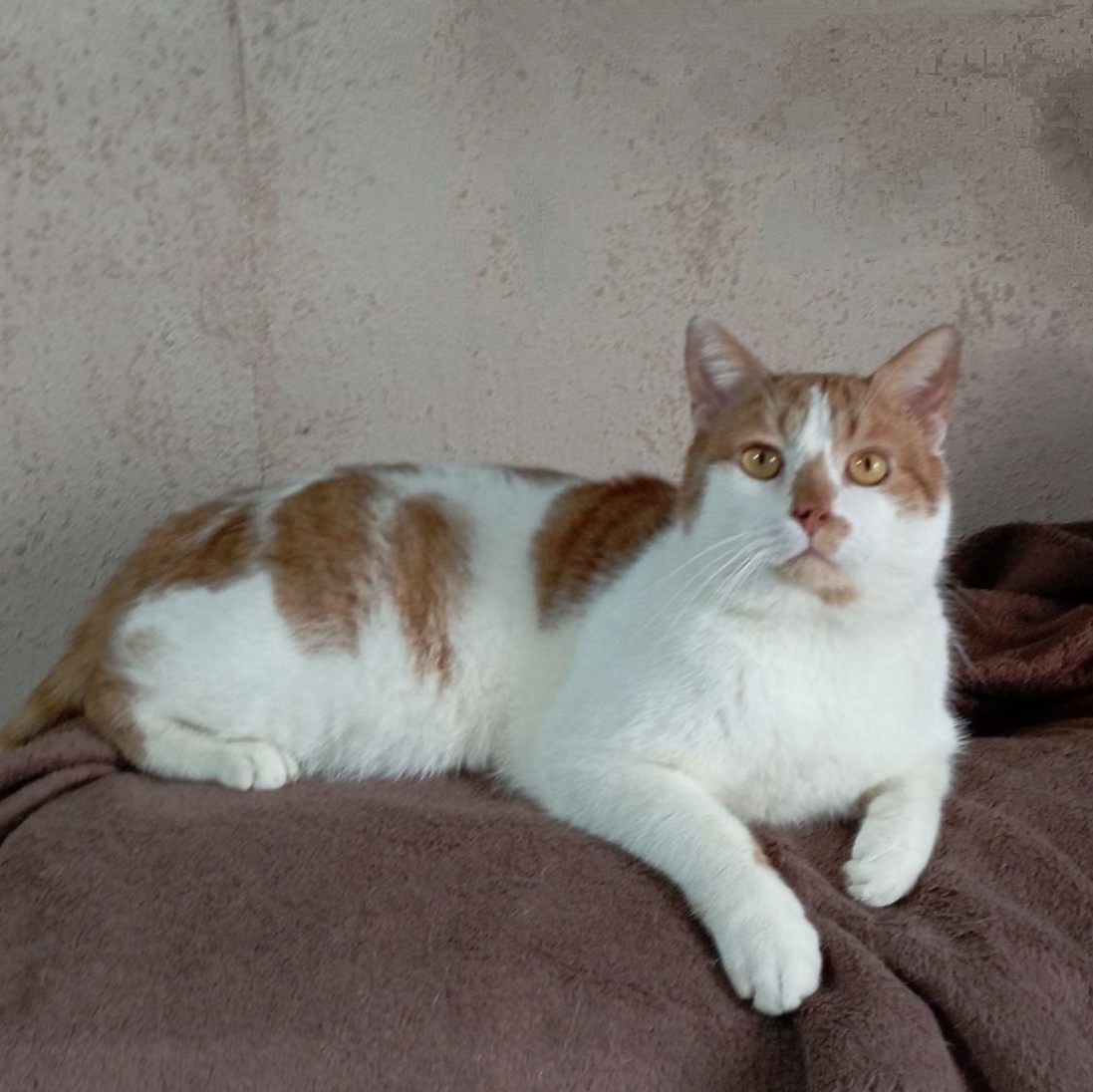 Peachy, a ADOPTABLE Domestic Short Hair in North York, ON image 6/6