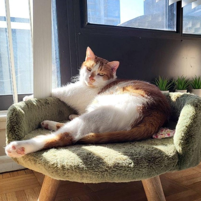 Peachy, a ADOPTABLE Domestic Short Hair in North York, ON image 4/6