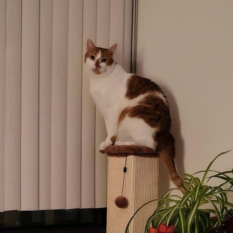 Peachy, a ADOPTABLE Domestic Short Hair in North York, ON image 5/6