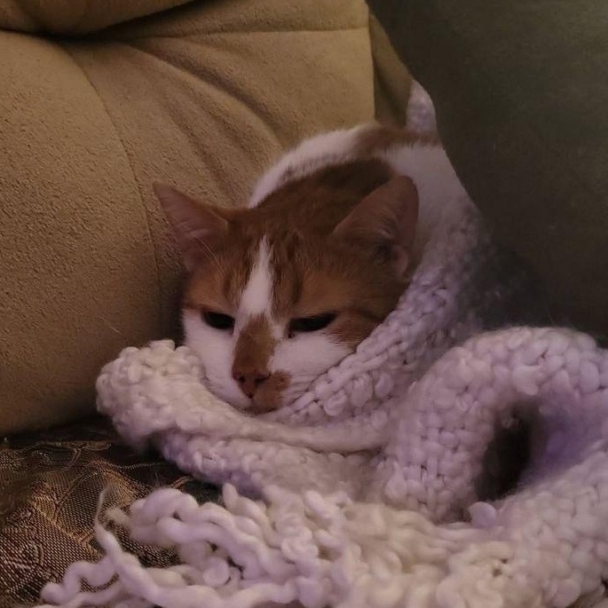 Peachy, ADOPTABLE, Adult Male Domestic Short Hair.
