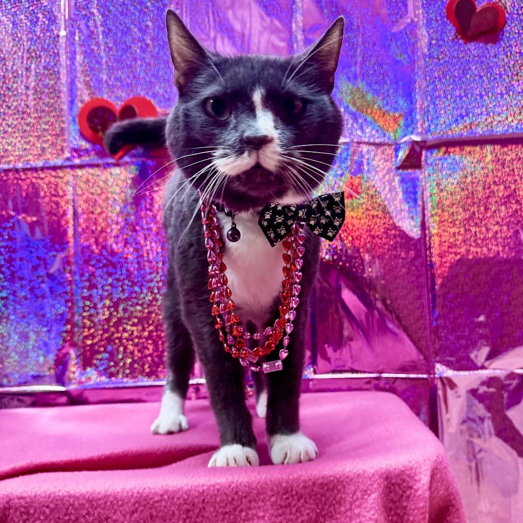 Doc Brown C3, a Adoptable Domestic Short Hair in Union, MO image 1/6