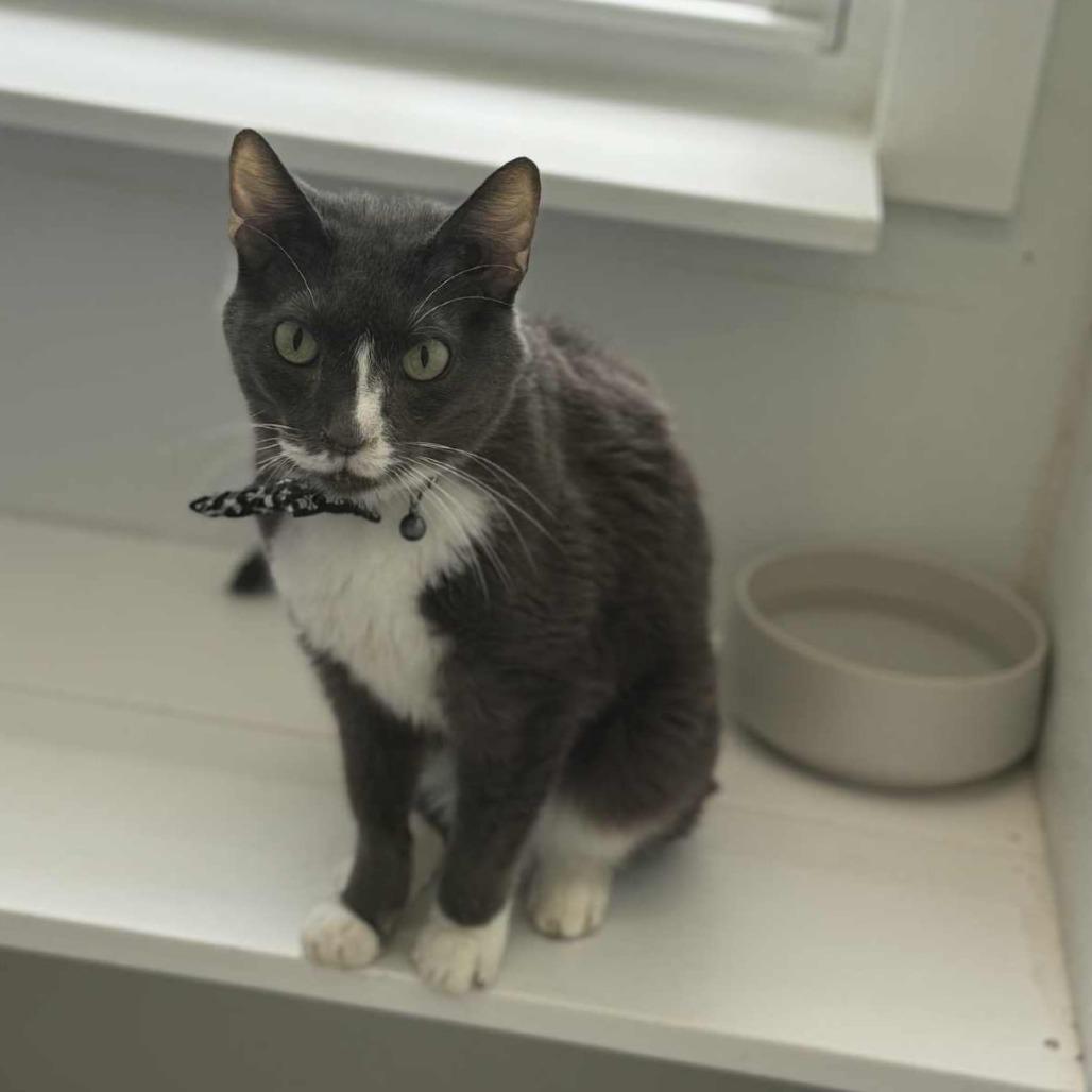 Doc Brown C 3, Adoptable, Senior Male Domestic Short Hair.