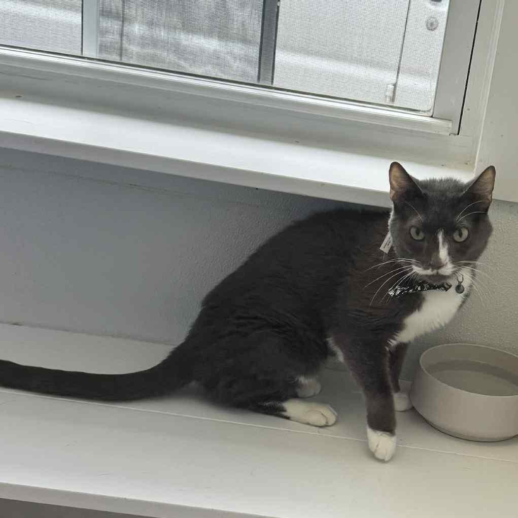 Enlarge Doc Brown C 3, a Adoptable Domestic Short Hair in Union, MO image 2/6