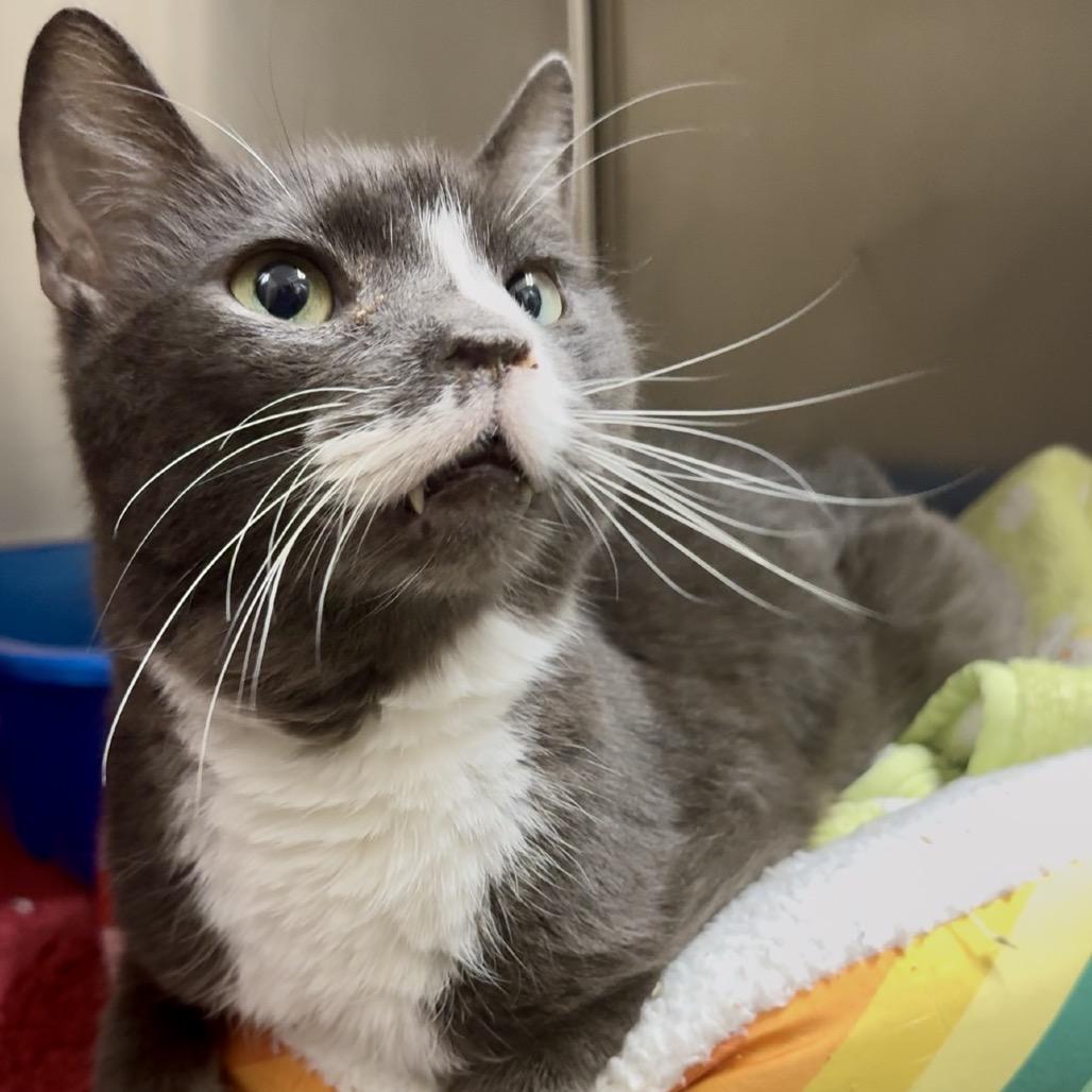 Doc Brown C3 — thumbnail 3