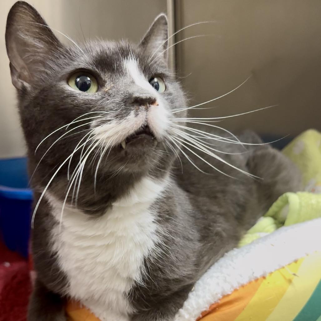 Enlarge Doc Brown C 3, a Adoptable Domestic Short Hair in Union, MO image 4/6