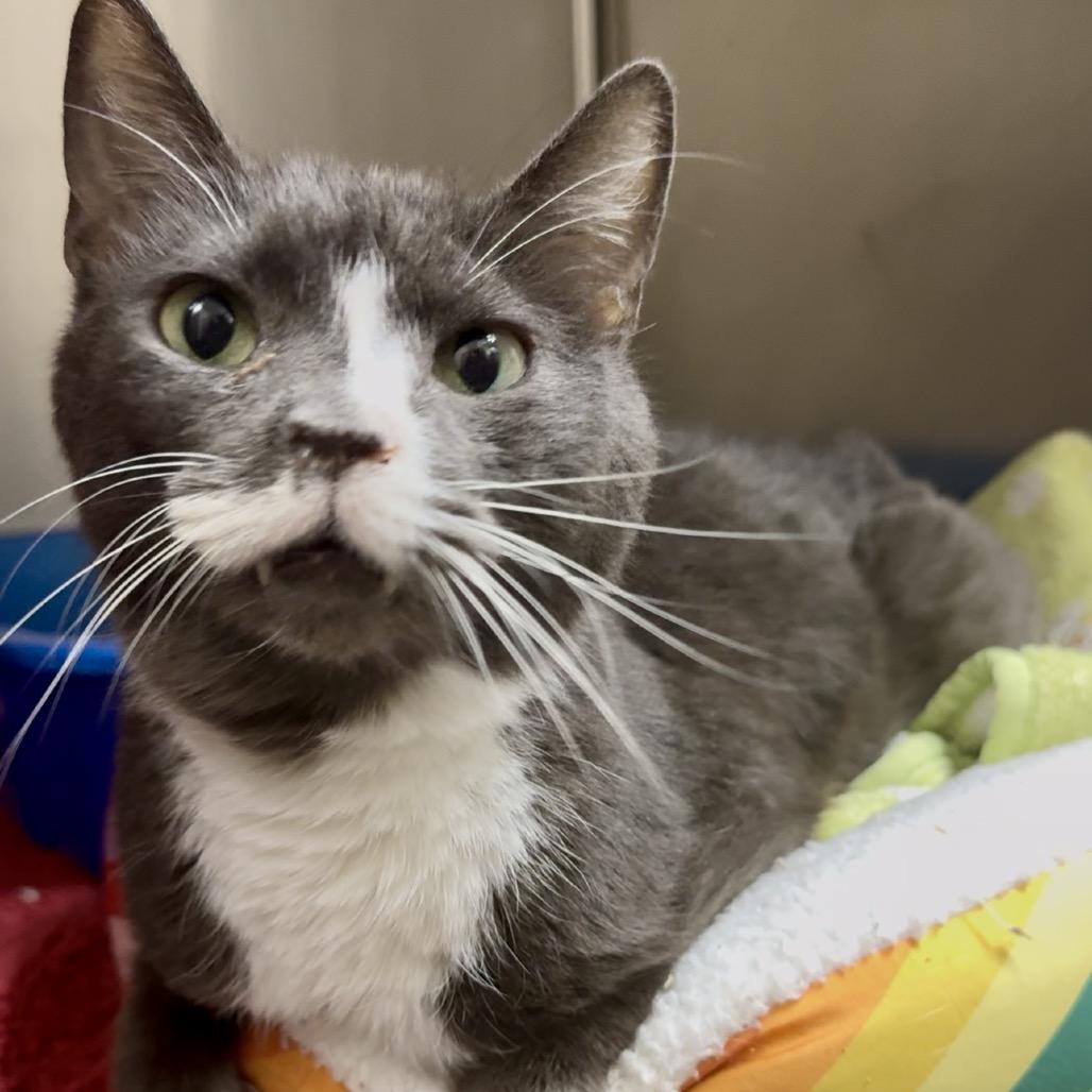 Enlarge Doc Brown C 3, a Adoptable Domestic Short Hair in Union, MO image 5/6